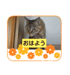 癒し系動物さんスタンプ（個別スタンプ：15）