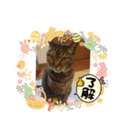 癒し系動物さんスタンプ（個別スタンプ：19）