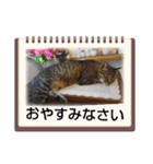 癒し系動物さんスタンプ（個別スタンプ：22）