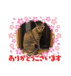 癒し系動物さんスタンプ（個別スタンプ：31）