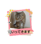 癒し系動物さんスタンプ（個別スタンプ：36）