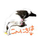 rescued cat sticker (保護猫スタンプ) ①（個別スタンプ：2）