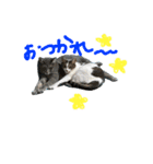 rescued cat sticker (保護猫スタンプ) ①（個別スタンプ：3）