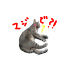 rescued cat sticker (保護猫スタンプ) ①（個別スタンプ：4）