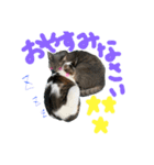 rescued cat sticker (保護猫スタンプ) ①（個別スタンプ：5）