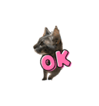 rescued cat sticker (保護猫スタンプ) ①（個別スタンプ：6）