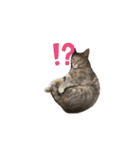 rescued cat sticker (保護猫スタンプ) ①（個別スタンプ：7）