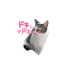 rescued cat sticker (保護猫スタンプ) ①（個別スタンプ：8）