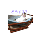 rescued cat sticker (保護猫スタンプ) ①（個別スタンプ：9）