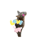 rescued cat sticker (保護猫スタンプ) ①（個別スタンプ：10）