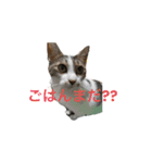 rescued cat sticker (保護猫スタンプ) ①（個別スタンプ：11）