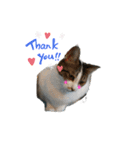 rescued cat sticker (保護猫スタンプ) ①（個別スタンプ：12）