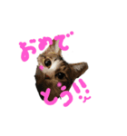 rescued cat sticker (保護猫スタンプ) ①（個別スタンプ：15）