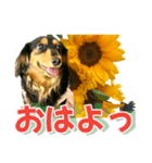 ダックスLoveちゃん36夏バージョン（個別スタンプ：1）