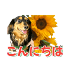 ダックスLoveちゃん36夏バージョン（個別スタンプ：2）