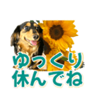 ダックスLoveちゃん36夏バージョン（個別スタンプ：6）