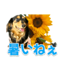 ダックスLoveちゃん36夏バージョン（個別スタンプ：7）