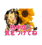 ダックスLoveちゃん36夏バージョン（個別スタンプ：8）