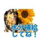 ダックスLoveちゃん36夏バージョン（個別スタンプ：9）