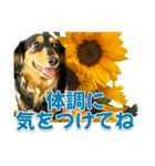 ダックスLoveちゃん36夏バージョン（個別スタンプ：10）