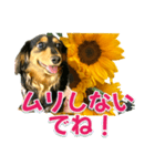 ダックスLoveちゃん36夏バージョン（個別スタンプ：11）