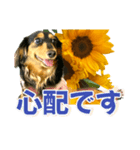 ダックスLoveちゃん36夏バージョン（個別スタンプ：12）