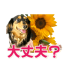 ダックスLoveちゃん36夏バージョン（個別スタンプ：13）
