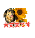 ダックスLoveちゃん36夏バージョン（個別スタンプ：14）