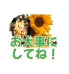 ダックスLoveちゃん36夏バージョン（個別スタンプ：15）