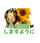 ダックスLoveちゃん36夏バージョン（個別スタンプ：16）