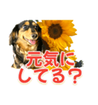 ダックスLoveちゃん36夏バージョン（個別スタンプ：17）