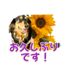 ダックスLoveちゃん36夏バージョン（個別スタンプ：18）