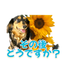 ダックスLoveちゃん36夏バージョン（個別スタンプ：19）