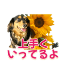 ダックスLoveちゃん36夏バージョン（個別スタンプ：20）