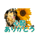 ダックスLoveちゃん36夏バージョン（個別スタンプ：22）