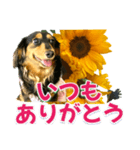 ダックスLoveちゃん36夏バージョン（個別スタンプ：24）