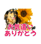 ダックスLoveちゃん36夏バージョン（個別スタンプ：26）