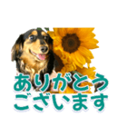 ダックスLoveちゃん36夏バージョン（個別スタンプ：27）