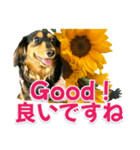 ダックスLoveちゃん36夏バージョン（個別スタンプ：29）