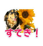 ダックスLoveちゃん36夏バージョン（個別スタンプ：31）