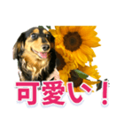 ダックスLoveちゃん36夏バージョン（個別スタンプ：32）