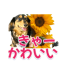 ダックスLoveちゃん36夏バージョン（個別スタンプ：33）
