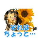 ダックスLoveちゃん36夏バージョン（個別スタンプ：34）