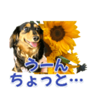 ダックスLoveちゃん36夏バージョン（個別スタンプ：35）