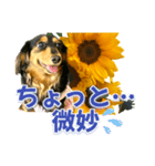 ダックスLoveちゃん36夏バージョン（個別スタンプ：36）