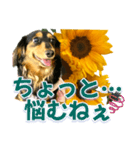 ダックスLoveちゃん36夏バージョン（個別スタンプ：38）