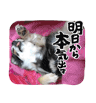 れいちゃむ詰め合わせ☆（個別スタンプ：24）