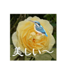 黄色い薔薇カワセミ（個別スタンプ：1）