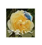 黄色い薔薇カワセミ（個別スタンプ：2）