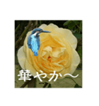 黄色い薔薇カワセミ（個別スタンプ：3）